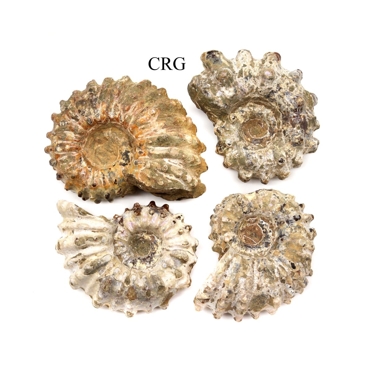 Ammonite Fossils with Spiked Spines / 1.5-2.5" AVG - 1 KILO LOT
