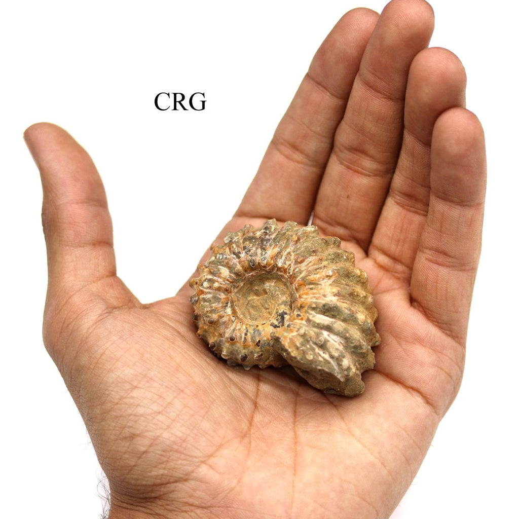 Ammonite Fossils with Spiked Spines / 1.5-2.5" AVG - 1 KILO LOT