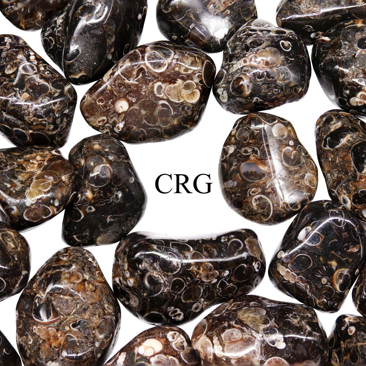 Tumbled Turritella Agate / 1-1.5" AVG - 1 LB. LOT