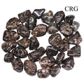 Tumbled Turritella Agate / 1-1.5" AVG - 1 LB. LOT