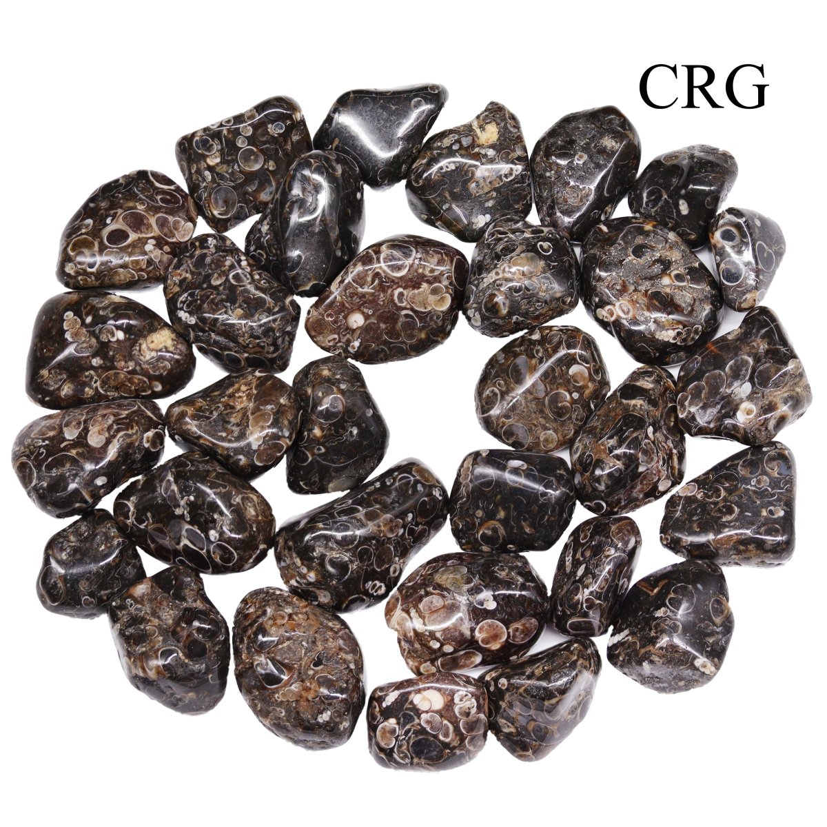 Tumbled Turritella Agate / 1-1.5" AVG - 1 LB. LOT
