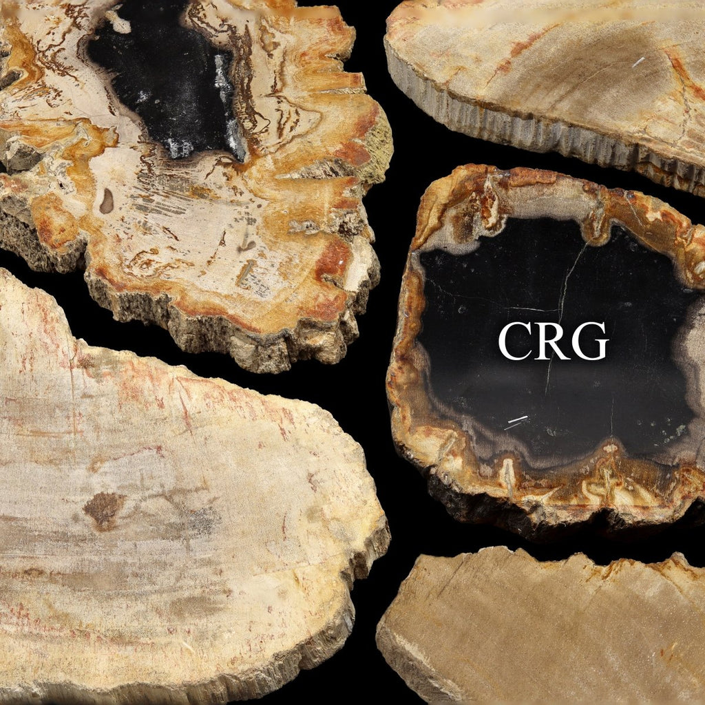 Petrified Wood Slab / 4.5-9.5" AVG - QTY 1