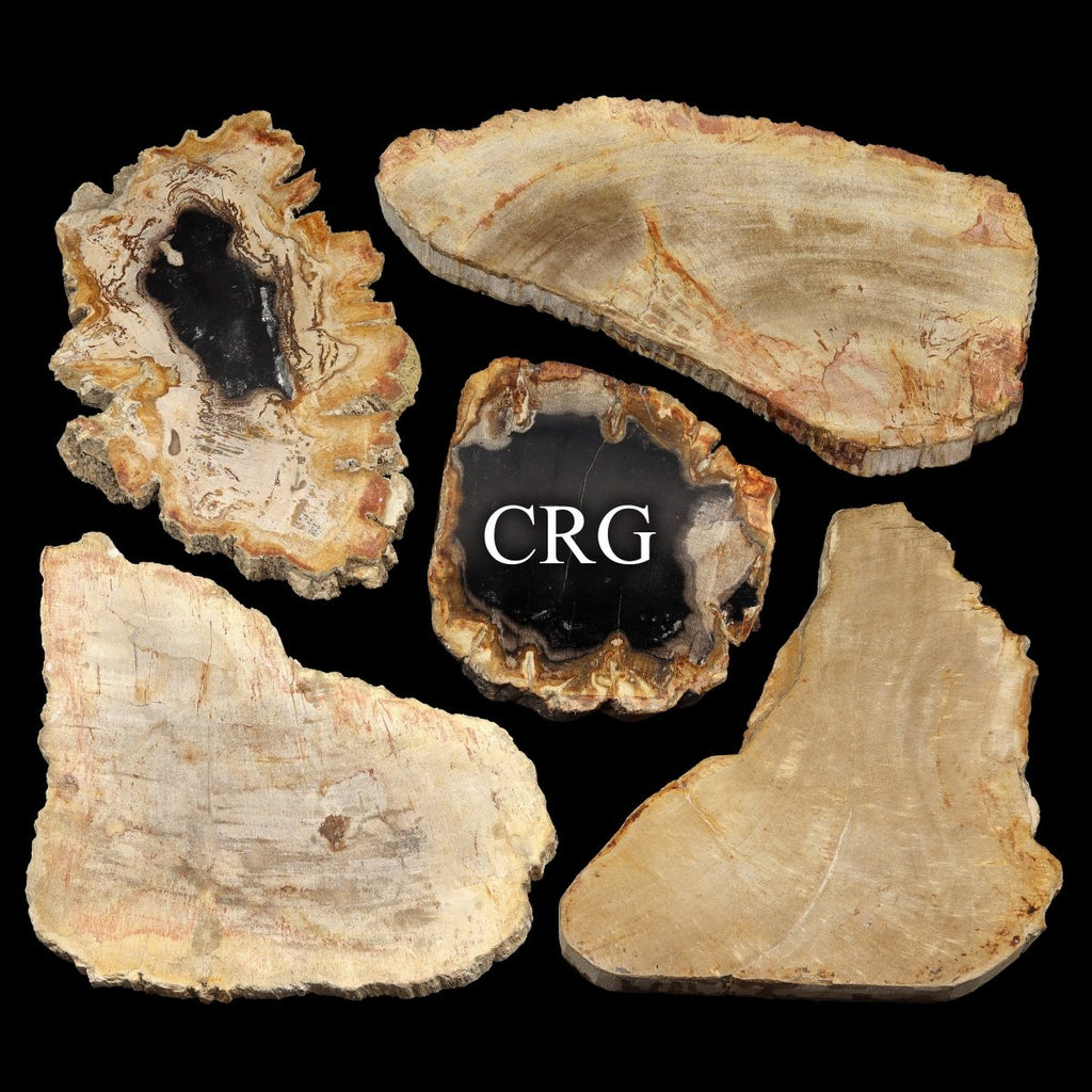 Petrified Wood Slab / 4.5-9.5" AVG - QTY 1