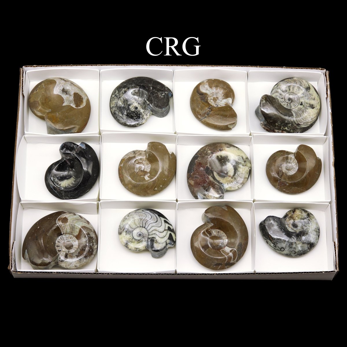 Polished Ammonite Fossils - 12 Piece Flat