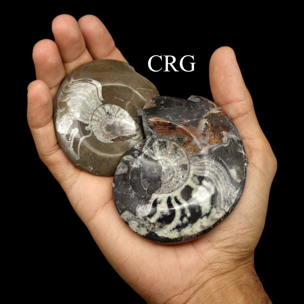 Polished Ammonite Fossils - 12 Piece Flat
