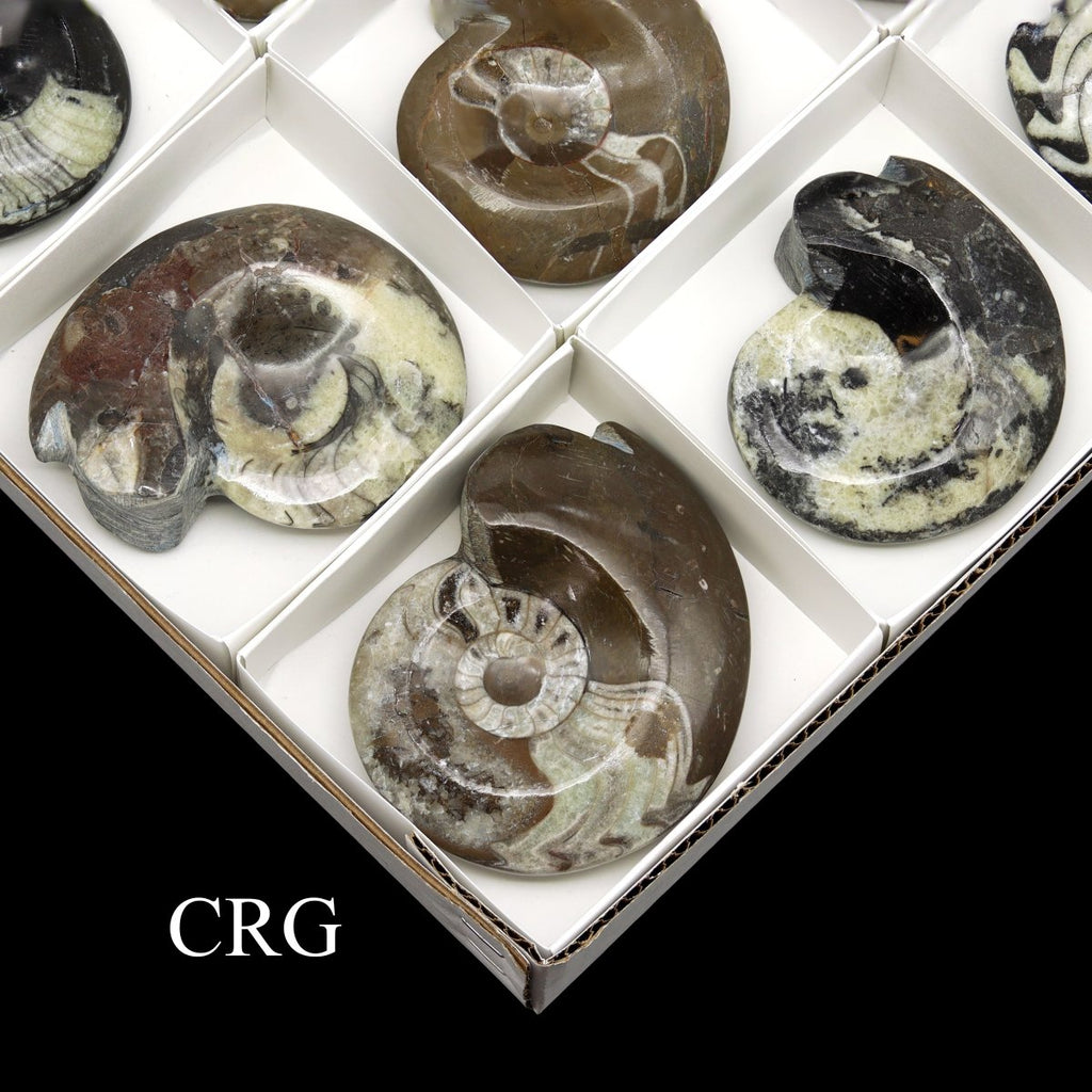 Polished Ammonite Fossils - 12 Piece Flat