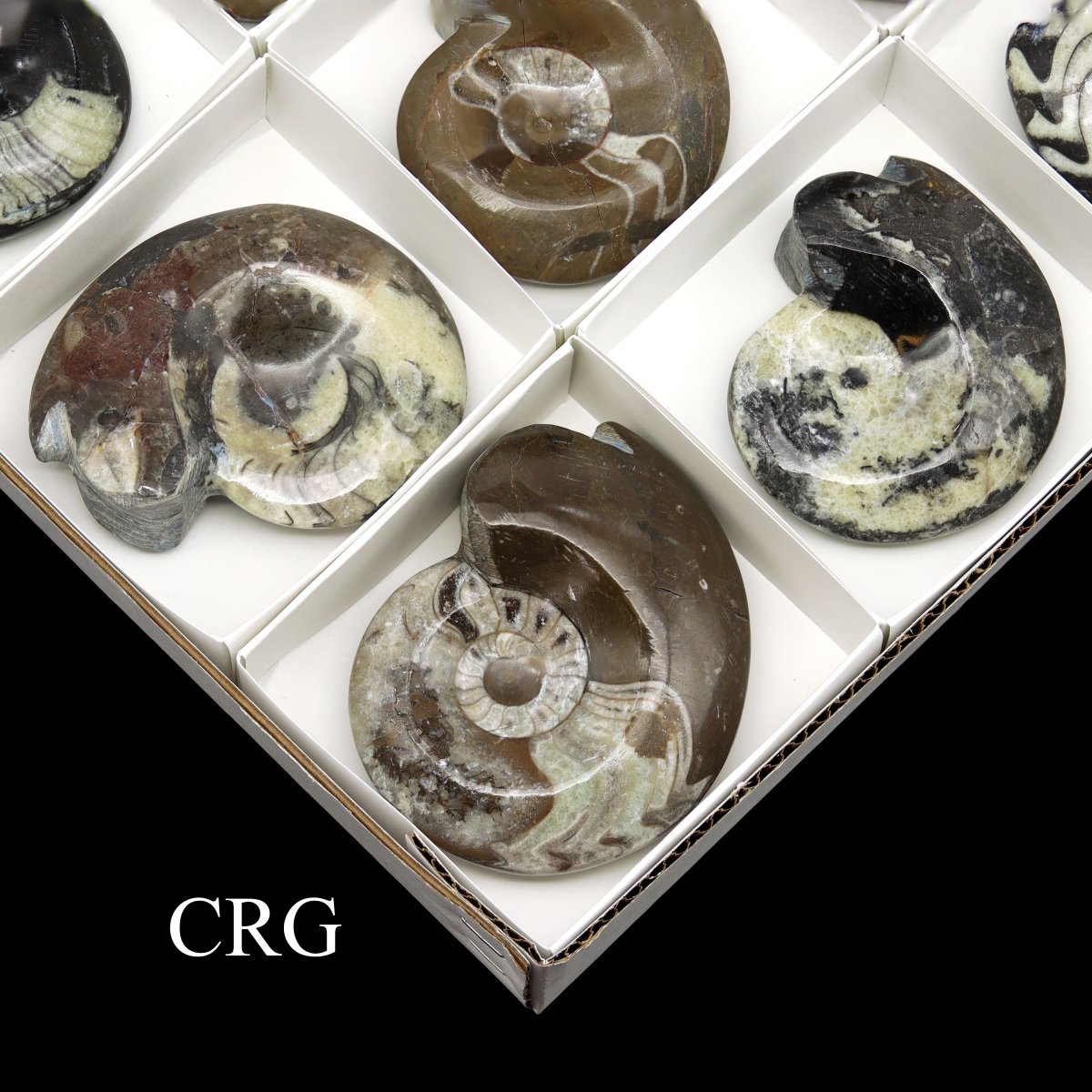 Polished Ammonite Fossils - 12 Piece Flat