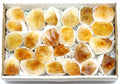 Citrine Points Extra Quality Medium Flat 50-75 mm avg