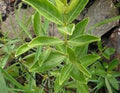 Fadogia Agrestis | Vitality & Stamina Support