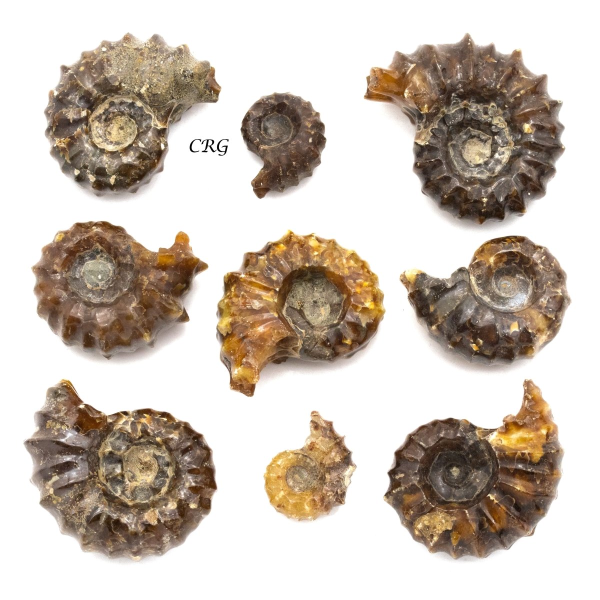 Ammonites Fossil 1 Lb.