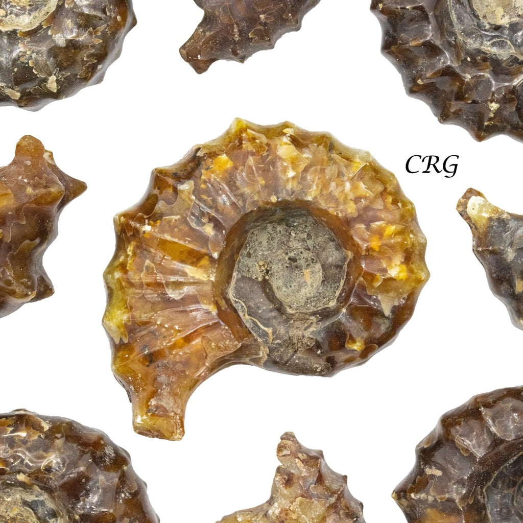 Ammonites Fossil 1 Lb.