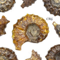 Ammonites Fossil 1 Lb.