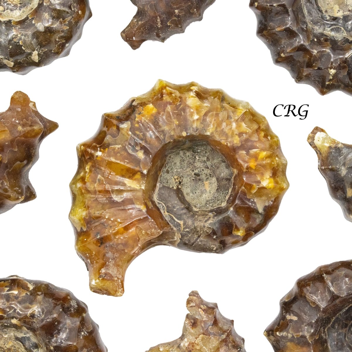 Ammonites Fossil 1 Lb.