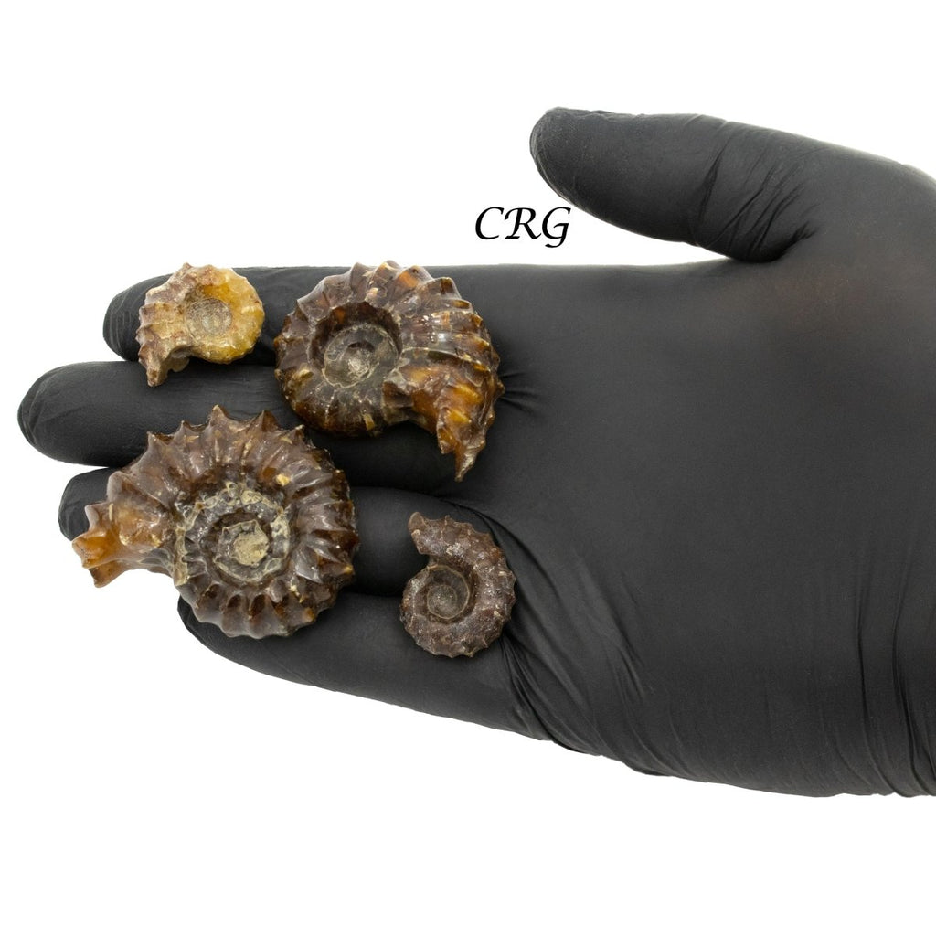 Ammonites Fossil 1 Lb.