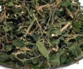Dog Blood Bush | Fertility & Circulatory Support