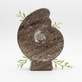 Ammonite Fossil Plate (1 Piece) Size 12 Inches Crystal Gemstone Carving