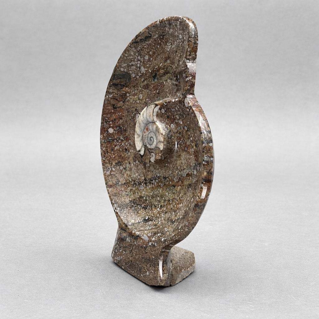 Ammonite Fossil Plate (1 Piece) Size 12 Inches Crystal Gemstone Carving