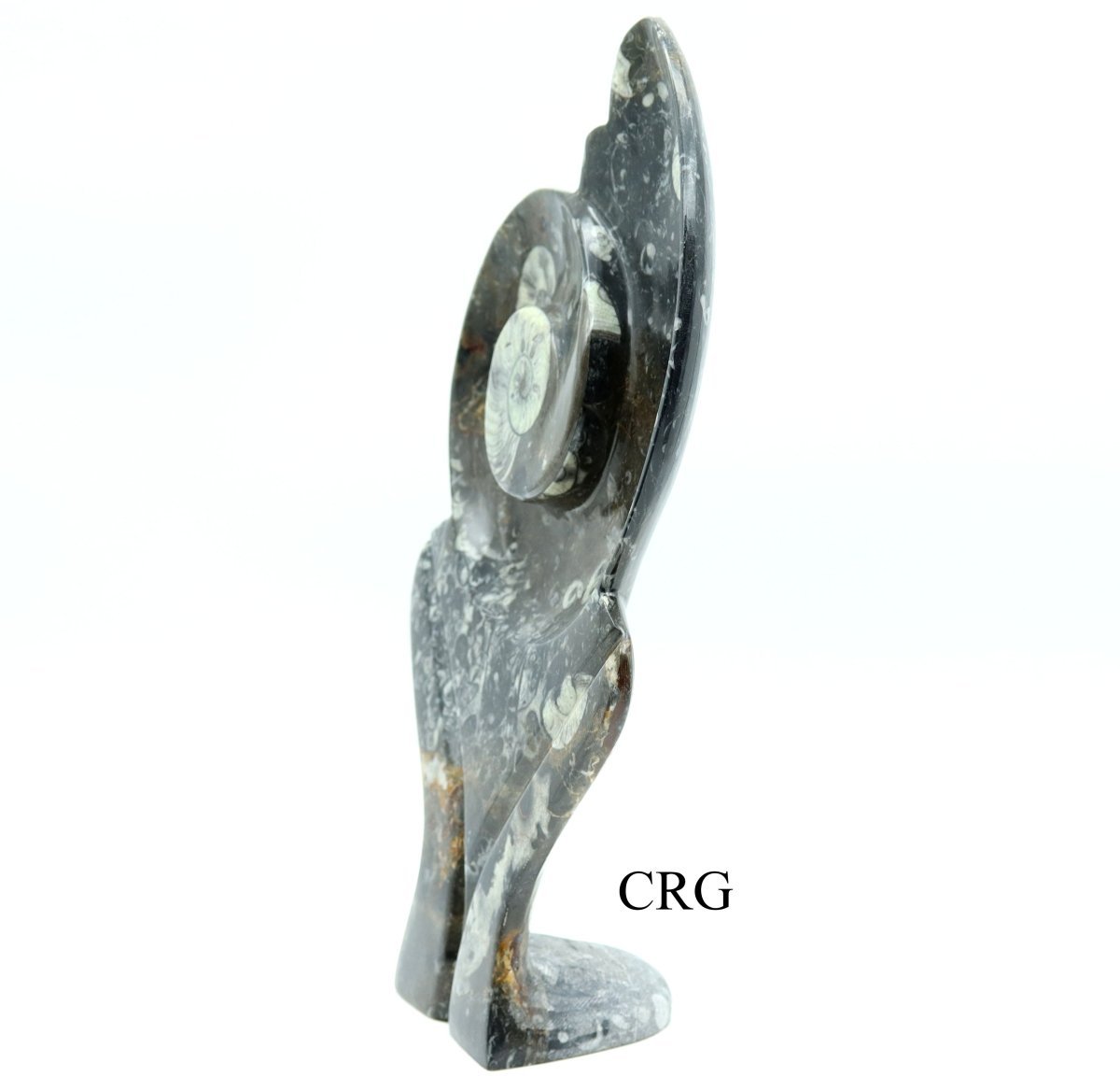 Ammonite Fossil Plate (1 Piece) Size 15 Inches Crystal Gemstone Carving