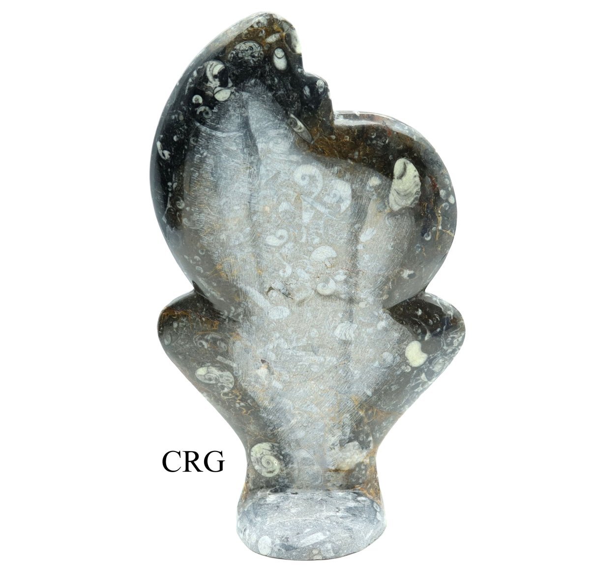 Ammonite Fossil Plate (1 Piece) Size 15 Inches Crystal Gemstone Carving