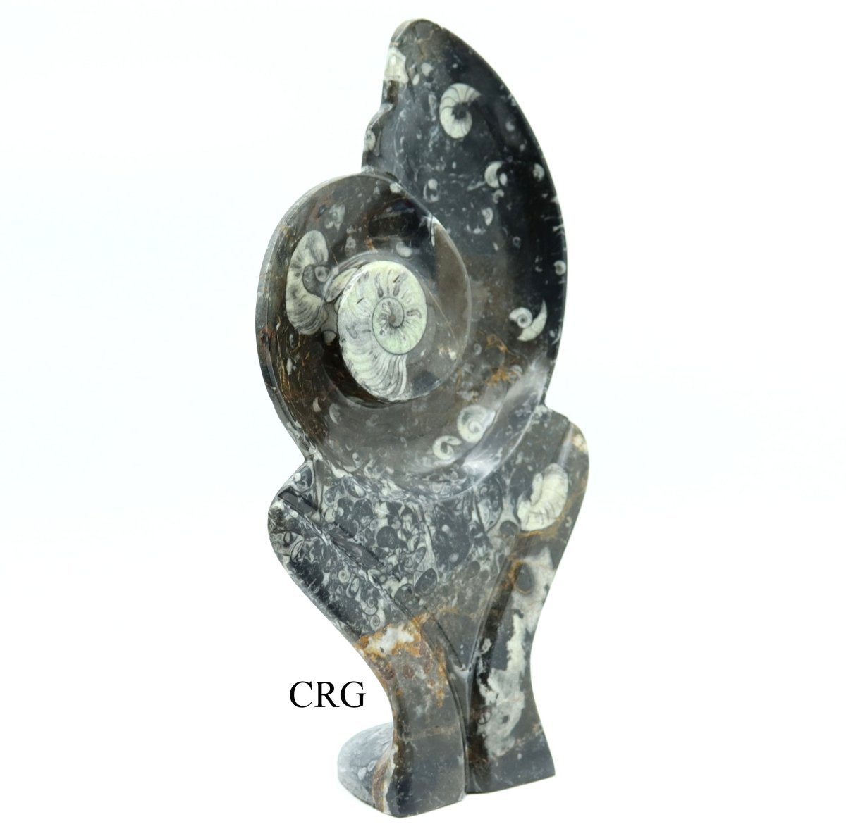 Ammonite Fossil Plate (1 Piece) Size 15 Inches Crystal Gemstone Carving