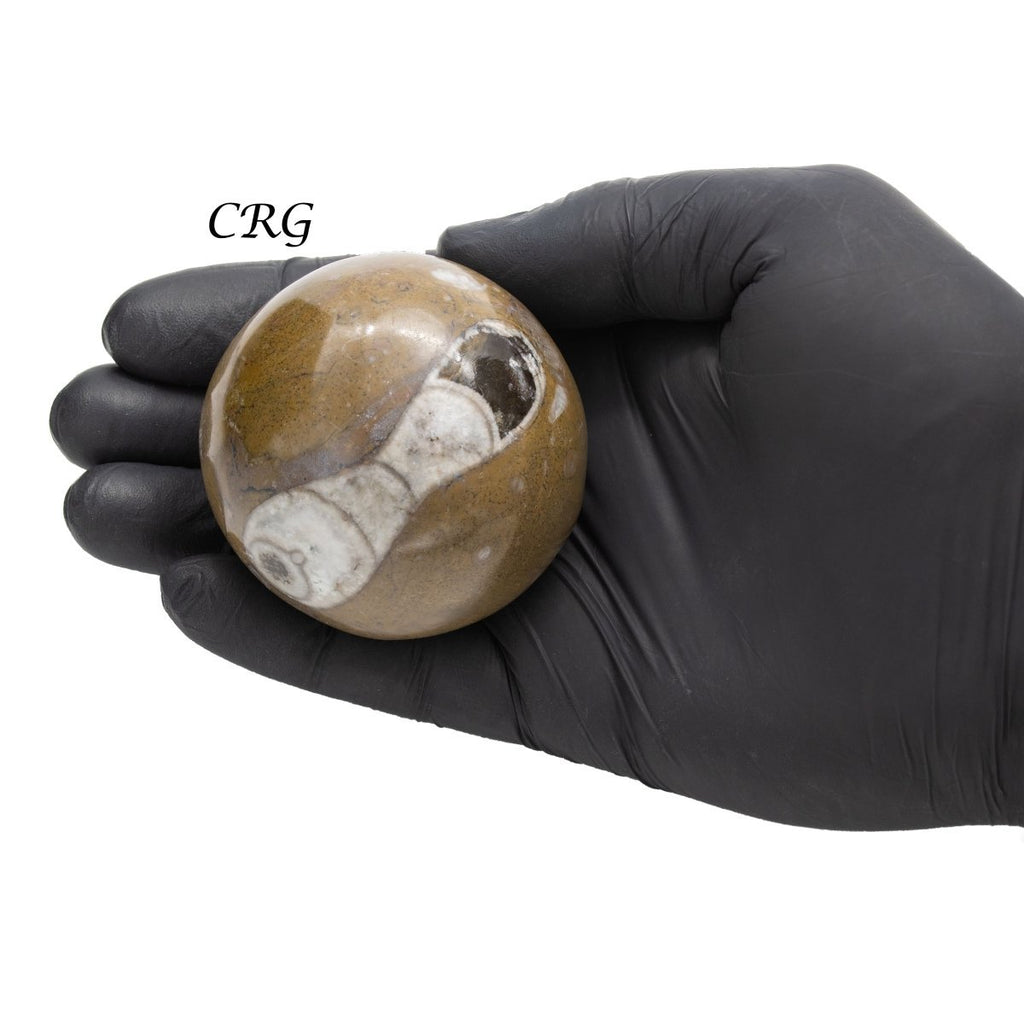 Ammonite Fossil Sphere (1 Piece) Size 40 to 60 mm Polished Crystal Ball