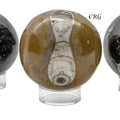 Ammonite Fossil Sphere (1 Piece) Size 40 to 60 mm Polished Crystal Ball