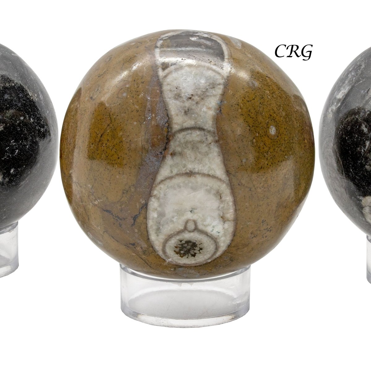 Ammonite Fossil Sphere (1 Piece) Size 40 to 60 mm Polished Crystal Ball