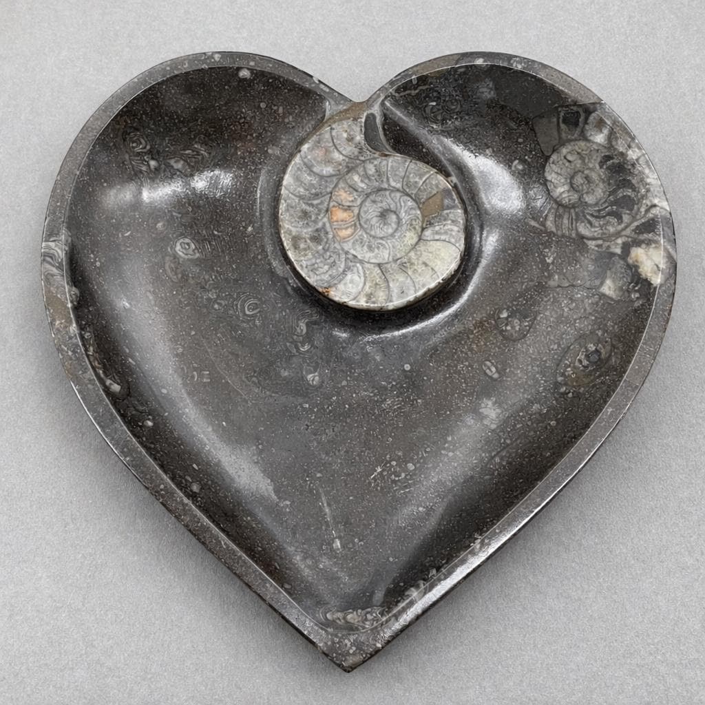 Ammonite Heart Plate 20CM (1 Piece)