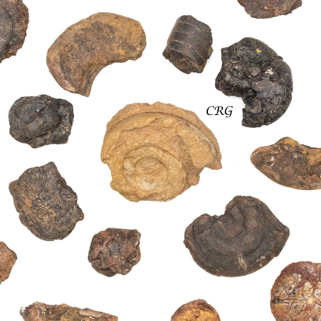 Ammonite Mixed Rough Fossils (Size 0.5 to 1 Inch) Bulk Wholesale Lot Fossils