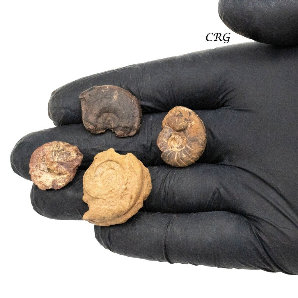 Ammonite Mixed Rough Fossils (Size 0.5 to 1 Inch) Bulk Wholesale Lot Fossils