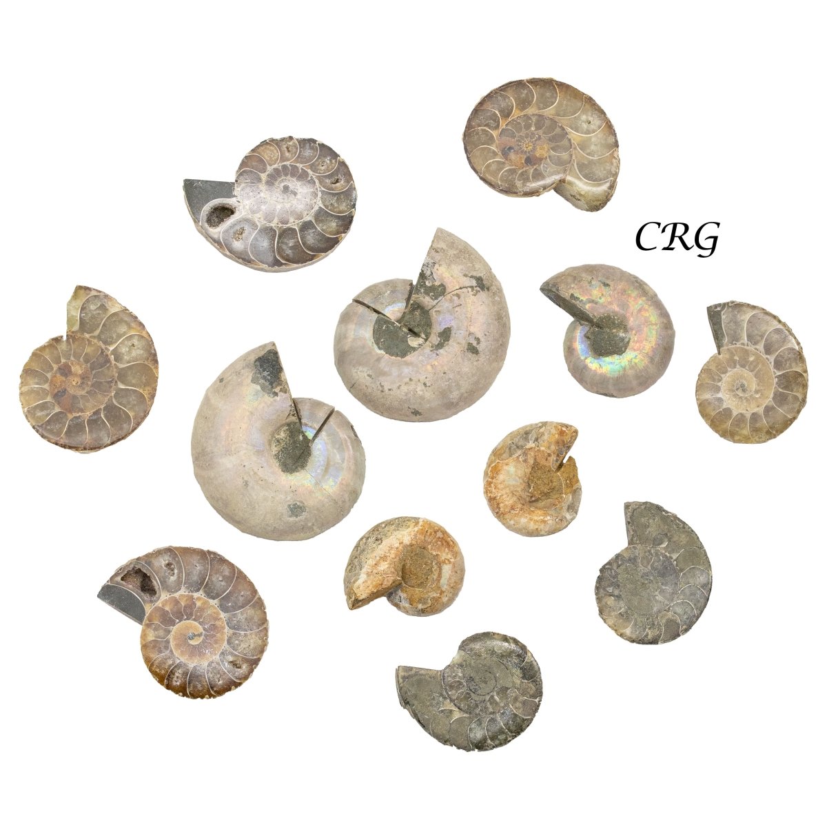 Ammonite Small Matching Fossil Pairs 1 to 2 Inches (1 Pound)