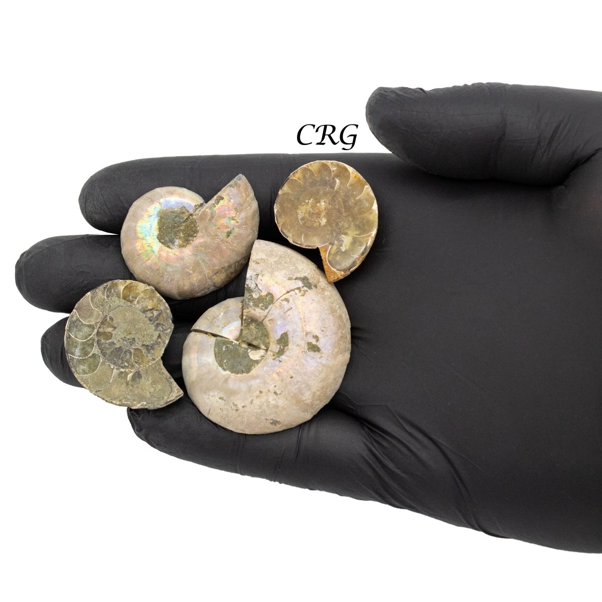 Ammonite Small Matching Fossil Pairs 1 to 2 Inches (1 Pound)