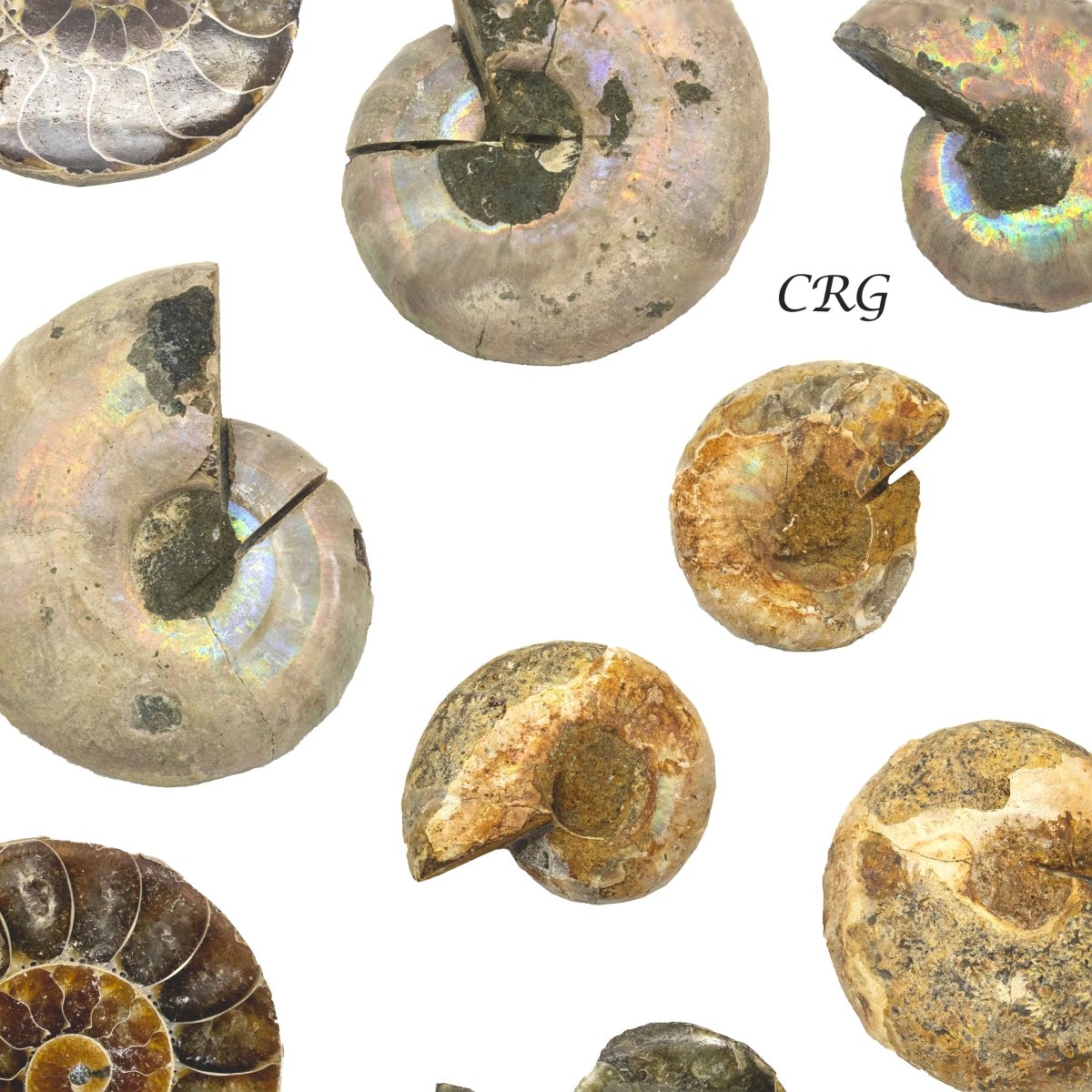 Ammonite Small Matching Fossil Pairs 1 to 2 Inches (1 Pound)