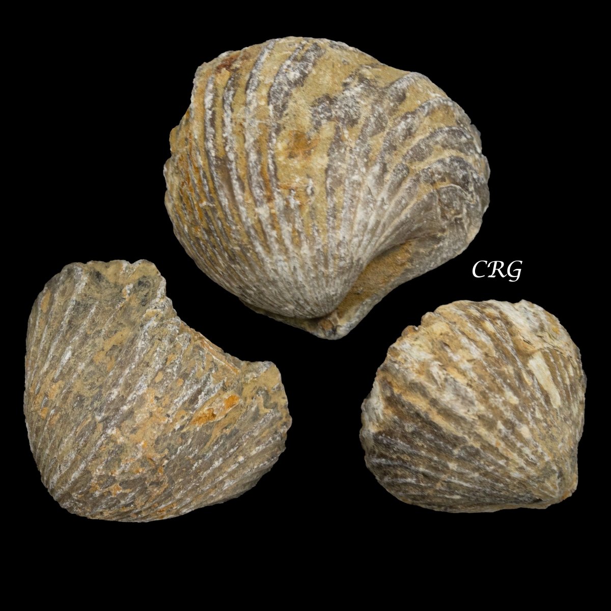 Brachiopod Fossils (1 Kilogram) Size 1.5 Inch Fossilized Animals