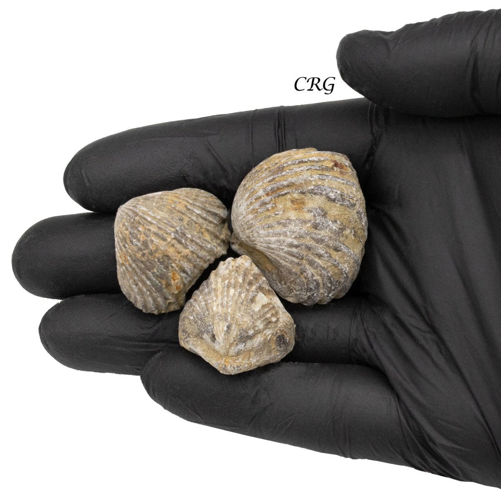 Brachiopod Fossils (1 Kilogram) Size 1.5 Inch Fossilized Animals