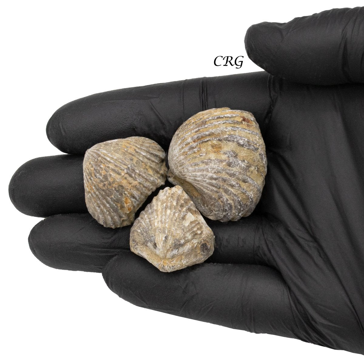 Brachiopod Fossils (1 Kilogram) Size 1.5 Inch Fossilized Animals