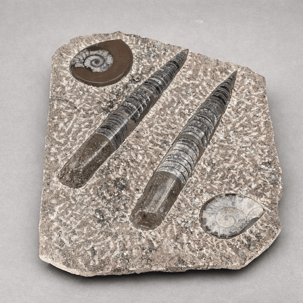 Brown Orthoceras and Ammoite Fossil Plate Slab Size 13 to 14 Inches Crystal Gemstone Home Decor