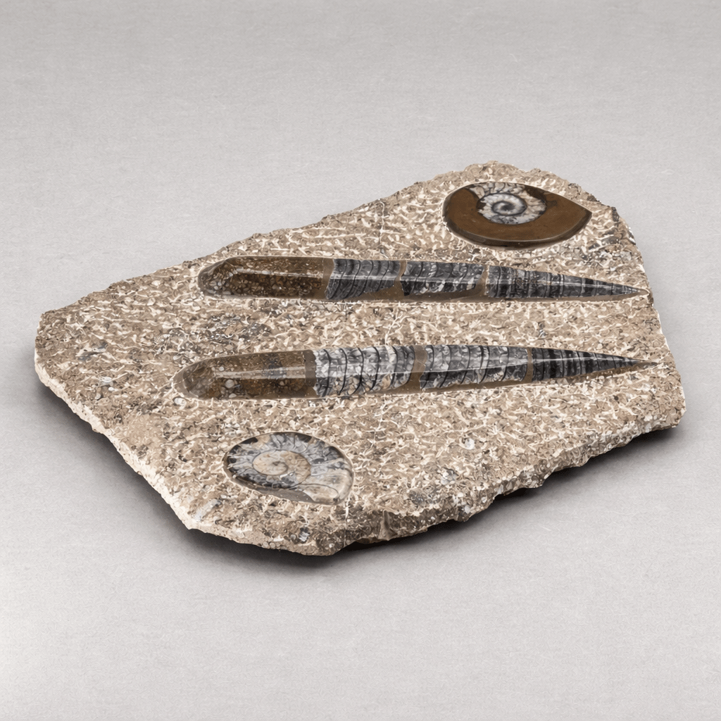 Brown Orthoceras and Ammoite Fossil Plate Slab Size 13 to 14 Inches Crystal Gemstone Home Decor