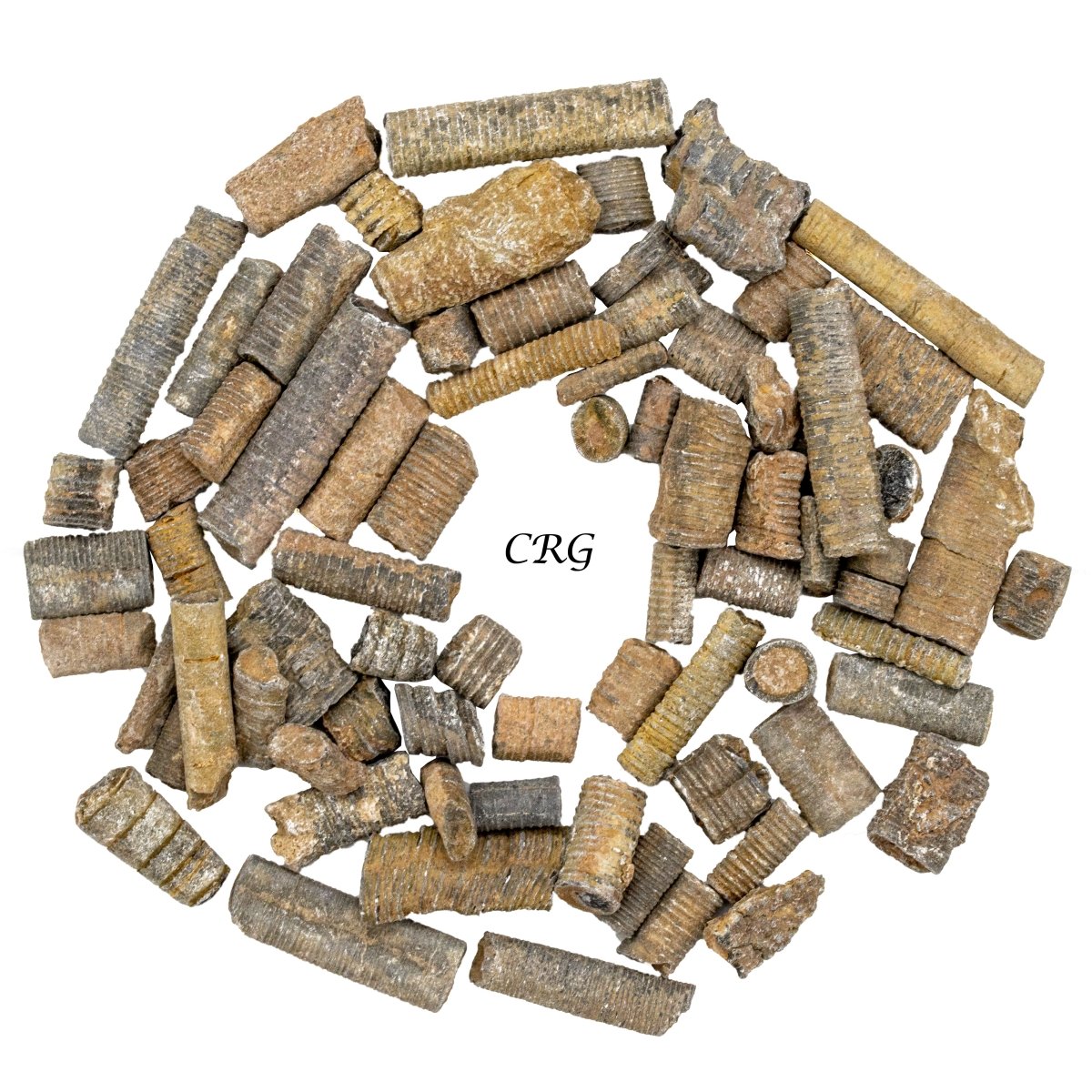 Crinoid Fossil (1 Kilogram) Size 1 to 2 Inches Bulk Wholesale Lot Crystal Fossils