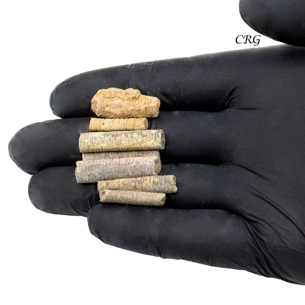 Crinoid Fossil (1 Kilogram) Size 1 to 2 Inches Bulk Wholesale Lot Crystal Fossils