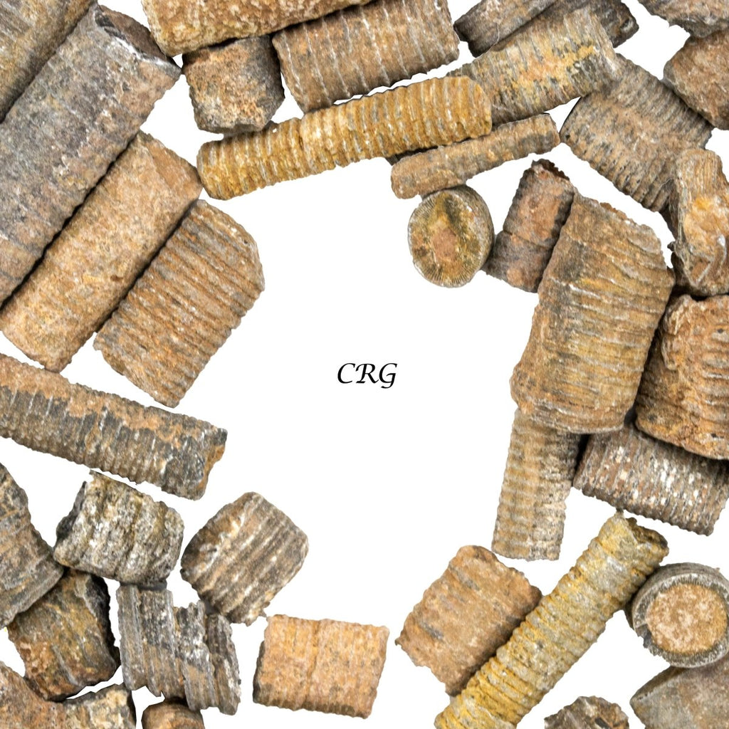 Crinoid Fossil (1 Kilogram) Size 1 to 2 Inches Bulk Wholesale Lot Crystal Fossils
