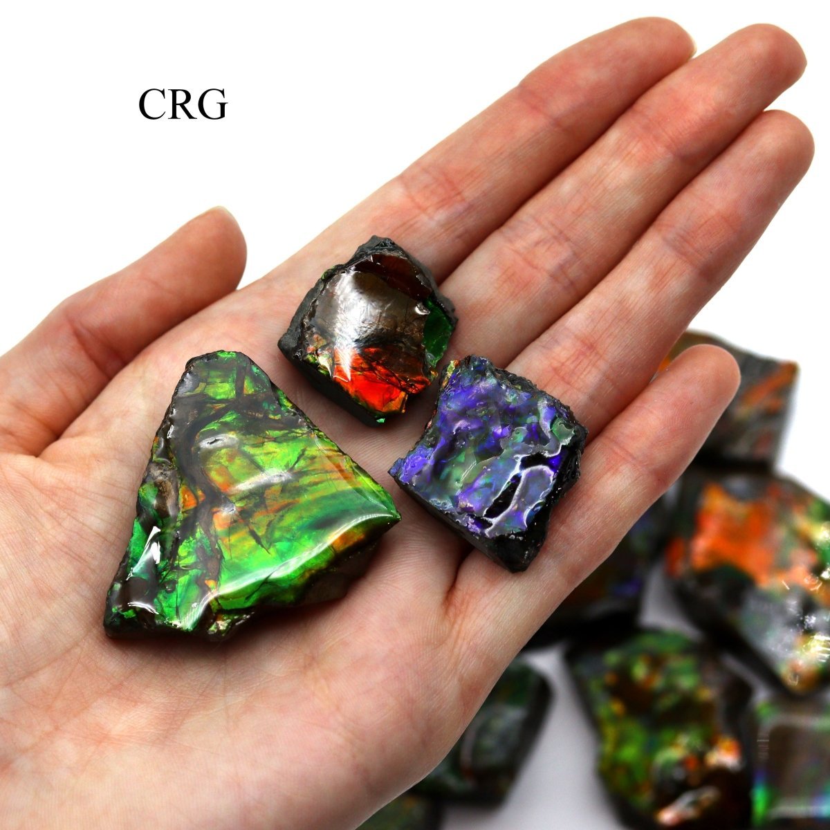Fire Ammolite Fossil (Size 1 To 2 Inches) (1 Piece) Hand Carved Polished Gemstone Decor