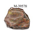 M-39578 Polished Fire Ammolite From Canada