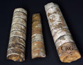 Baculite Fossil (4-5 Inches) (1 Piece) Rounded Fractured Extinct Species Fossil