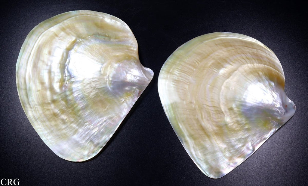 Mother of Pearl Shell Dish (1 Piece) Size 5.5 to 6 Inches Polished Nacre Shell