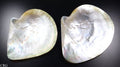 Mother of Pearl Shell Dish (1 Piece) Size 5.5 to 6 Inches Polished Nacre Shell