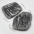 Orthoceras Fossil Plate Slab (1 Piece) Size 11 to 12 Inches Crystal Gemstone Home Decor