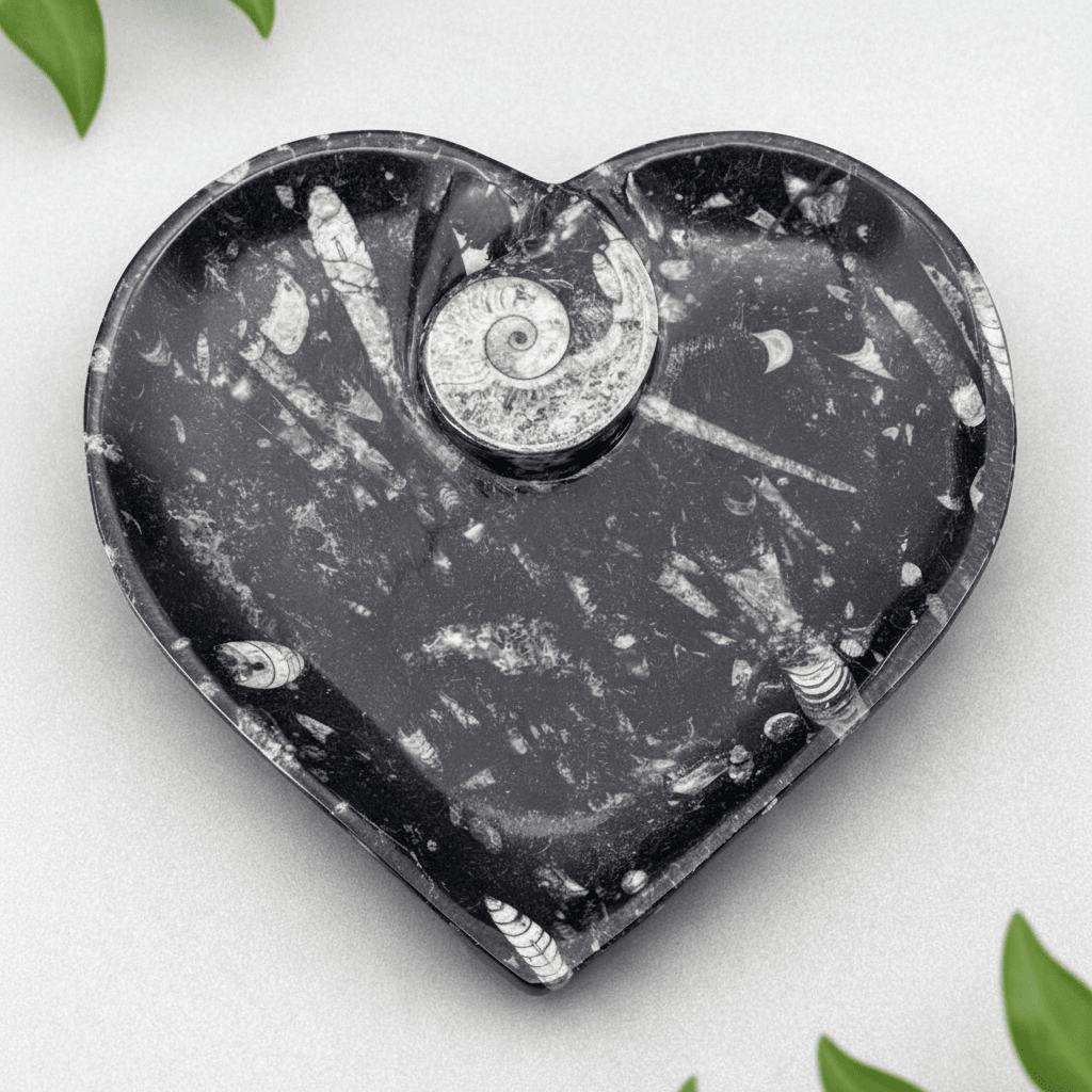 Orthoceras Heart plate with Ammonite (1 Piece)