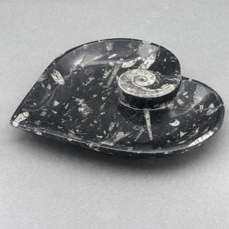 Orthoceras Heart plate with Ammonite (1 Piece)