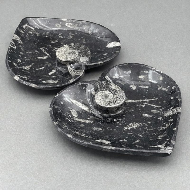 Orthoceras Heart plate with Ammonite (1 Piece)